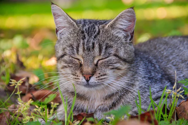 Красивая кошка лежит на траве с листьями. Животное. Кошка на прогулку — стоковое фото