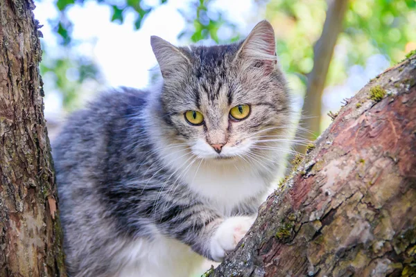 Il gatto soffice è seduto su un ramo d'albero. Animale domestico. Gatto per una passeggiata nel cortile. Il gatto si arrampica sugli alberi . — Foto Stock