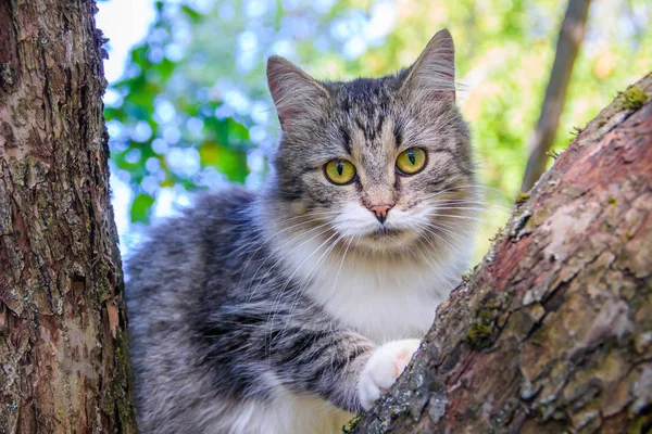 Chlupaté kočky sedí na větvi stromu. PET. CAT na procházku na dvorku. Kočka se šplhá po stromech. — Stock fotografie