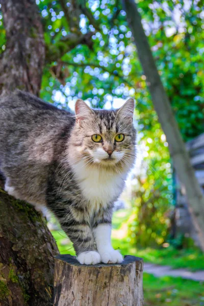 ふわふわの猫が木の枝の上に座っている。庭を散歩する猫猫は木に登っている. — ストック写真
