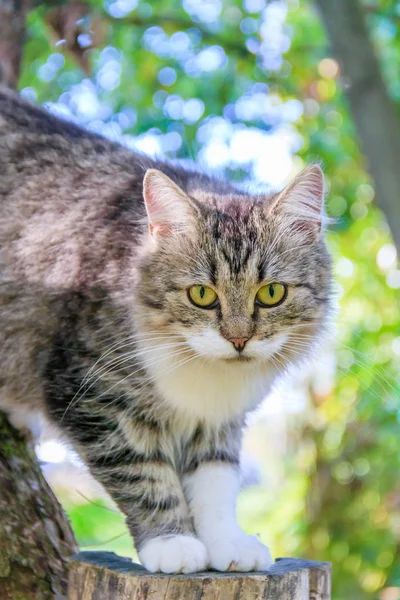Chlupaté kočky sedí na větvi stromu. PET. CAT na procházku na dvorku. Kočka se šplhá po stromech. — Stock fotografie