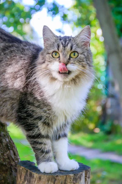 Gato fofo está sentado em um galho de árvore. Animal de estimação. Gato para um passeio no quintal. O gato está subindo árvores . — Fotografia de Stock