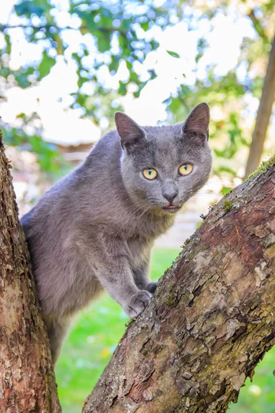 Chlupaté kočky sedí na větvi stromu. PET. CAT na procházku na dvorku. Kočka se šplhá po stromech. — Stock fotografie