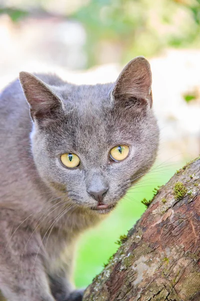 Fluffy katt sitter på en trädgren. PET. Cat för en promenad på gården. Katten klättrar träd. — Stockfoto