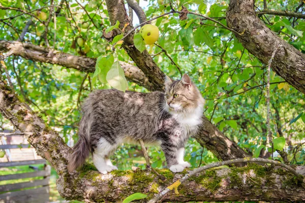Fluffy katt sitter på en trädgren. PET. Cat för en promenad på gården. Katten klättrar träd. — Stockfoto