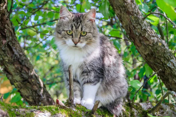 무성한 고양이는 나뭇 가지에 앉아있다. 마당에서 산책을위한 애완 동물 고양이. 고양이를 등반하는 나무. — 스톡 사진