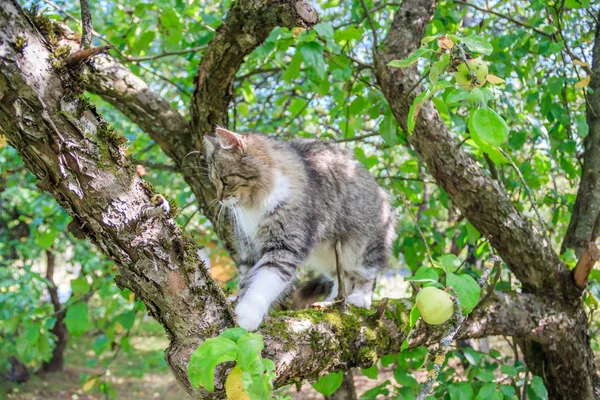 무성한 고양이는 나뭇 가지에 앉아있다. 마당에서 산책을위한 애완 동물 고양이. 고양이를 등반하는 나무. — 스톡 사진
