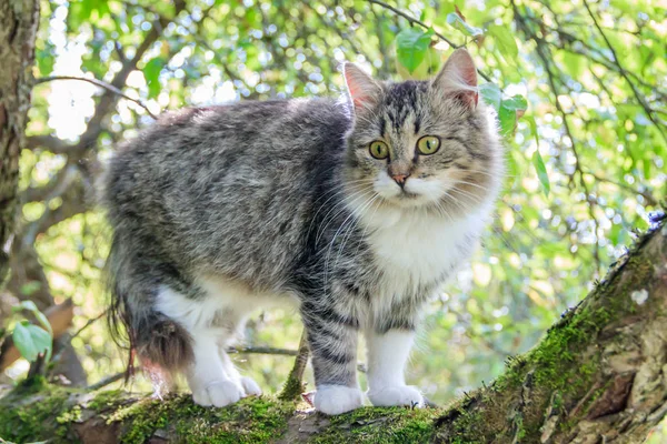 Chlupaté kočky sedí na větvi stromu. PET. CAT na procházku na dvorku. Kočka se šplhá po stromech. — Stock fotografie