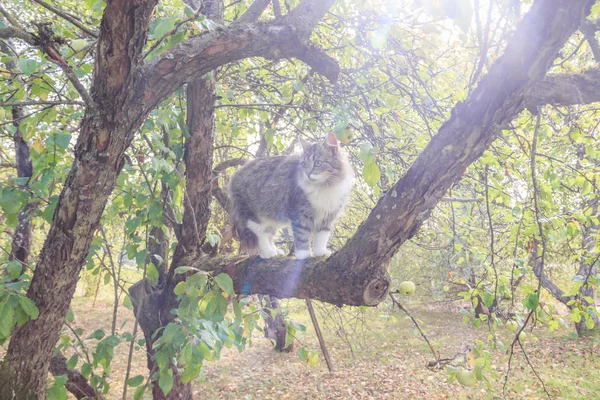 Bolyhos macska ül egy fa ága. PET. Cat sétálni az udvaron. A macska mászófák. — Stock Fotó