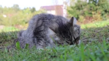 Dışarıda yemek yiyen sevimli kedilere yakın.