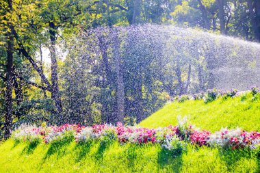 Parkta çiçekleri ve çimleri sulayan. Bitkileri sulandırmak. Yaz sıcak havalarda sulama çiçekleri