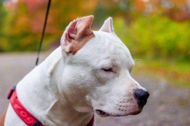 Amstaff köpeği parkta yürüyüşe çıktı. Büyük köpek. Zeki köpek. Açık renk. Ev hayvanı.