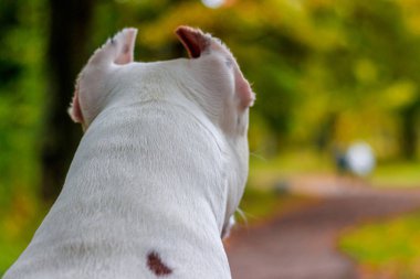 Amstaff köpeği parkta yürüyüşe çıktı. Büyük köpek. Zeki köpek. Açık renk. Ev hayvanı.