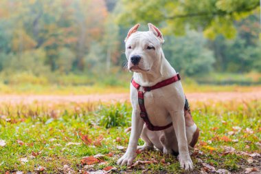 Amstaff köpeği parkta yürüyüşe çıktı. Büyük köpek. Zeki köpek. Açık renk. Ev hayvanı.