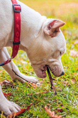Amstaff köpeği parkta yürüyüşe çıktı. Büyük köpek. Zeki köpek. Açık renk. Ev hayvanı.