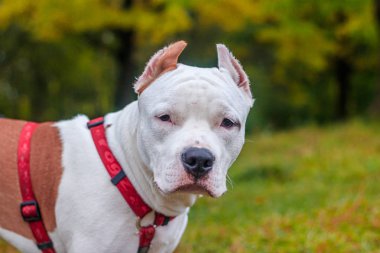 Amstaff köpeği parkta yürüyüşe çıktı. Büyük köpek. Zeki köpek. Açık renk. Ev hayvanı.