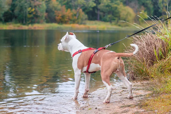 Pies Amstaff na spacerze po parku. Duży pies. Bystry pies. Jasny kolor. Domowe zwierzę. — Zdjęcie stockowe