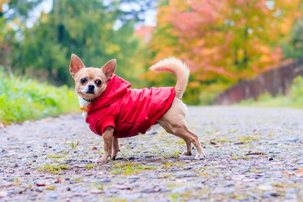 Pies Chihuahua na spacerze po parku. Mały piesek. Bystry pies. Jasny kolor. Domowe zwierzę. — Zdjęcie stockowe