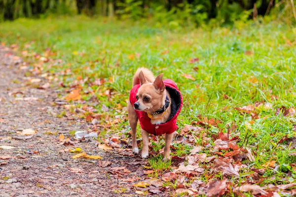 Chihuahua perro en un paseo por el parque. Un perro pequeño. Un perro brillante. Color claro. Hogar mascota . — Foto de Stock