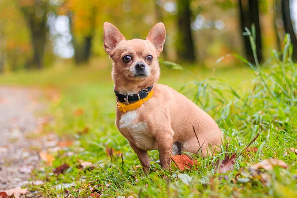 Chihuahua hund på en promenad i parken. En liten hund. Ljus hund. Ljus färg. Husdjur. — Stockfoto