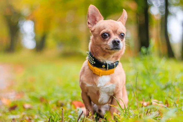 Chihuahua chien en promenade dans le parc. Un petit chien. Chien brillant. Couleur claire. Animaux domestiques . — Photo