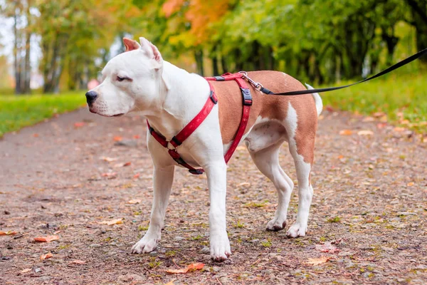 Walk the dogs. Dog on a leash. Dog on a walk in the park.