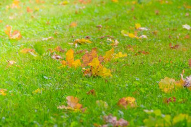 Sarı sonbahar yaprakları yeşil çimlerin üzerinde yatar. Sonbahar. Düşen sarı yapraklar.