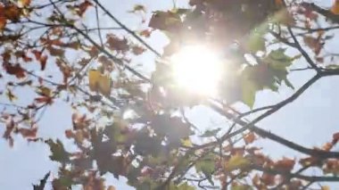 Asfalttaki sarı yapraklar. Güneşli bir gün. Rüzgarda sallanıyor. Akçaağaç sonbahar resmini bırakır