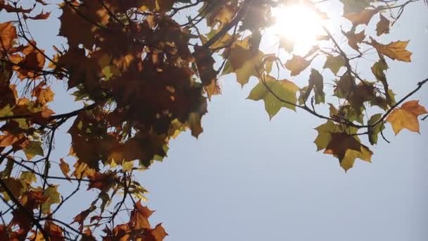 Folhas Amareladas Pavimento Dia Ensolarado Deixa Oscilação Vento Folhas Bordo — Vídeo de Stock