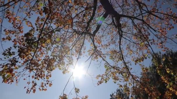 Vergilbte Blätter Auf Dem Bürgersteig Sonniger Tag Blätter Wiegen Sich — Stockvideo