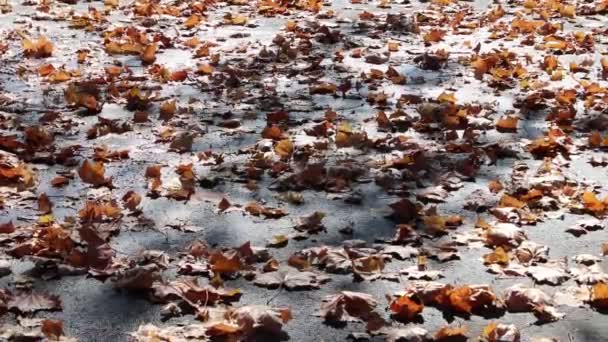 Vergilbte Blätter Auf Dem Bürgersteig Sonniger Tag Blätter Wiegen Sich — Stockvideo