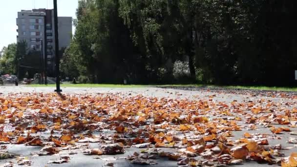 Κίτρινα Φύλλα Στο Πεζοδρόμιο Ηλιόλουστη Μέρα Φύλλα Λικνίζονται Στον Άνεμο — Αρχείο Βίντεο