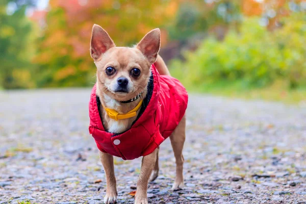 Chihuahua köpeği parkta yürüyüşe çıkmış. Küçük bir köpek. Zeki köpek. Açık renk. Ev hayvanı.