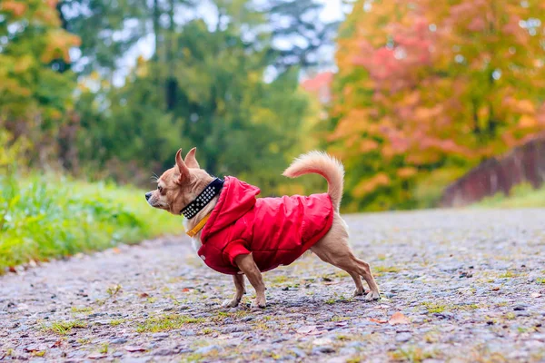 Chihuahua dog on a walk in the park. A small dog. Bright dog. Light color. Home pet. — Stock Photo, Image