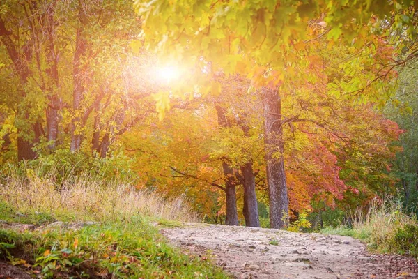 Krajobraz jesiennego parku. Złota jesień. Słoneczny dzień w jesiennym parku z żółtymi drzewami. Piękny krajobraz. — Zdjęcie stockowe