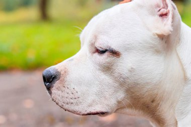 Amstaff köpeği parkta yürüyüşe çıktı. Büyük köpek. Zeki köpek. Açık renk. Ev hayvanı.