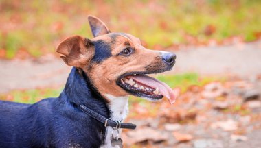 Köpek Jack Russell Terrier parkta yürüyüşe çıktı. Ev hayvanı. Parkta yürüyen bir köpek. Autumn Park.