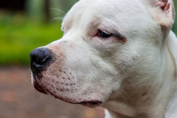 Amstaff köpeği parkta yürüyüşe çıktı. Büyük köpek. Zeki köpek. Açık renk. Ev hayvanı.