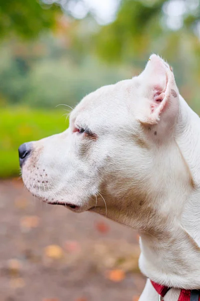 Amstaff hond op een wandeling in het park. Grote hond. Heldere hond. Lichte kleur. Thuis huisdier. — Stockfoto