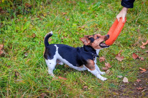 Anjing Jack Russell Terrier untuk berjalan-jalan di taman. Rumah hewan peliharaan. Anjing berjalan di taman. Taman Musim Gugur . — Stok Foto