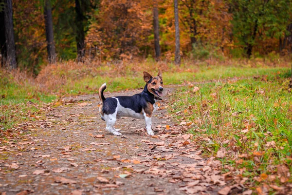 Perro Jack Russell Terrier para dar un paseo por el parque. Mascota. Un perro paseando por el parque. Parque de otoño . — Foto de Stock
