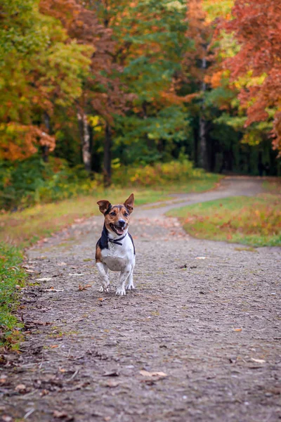 Anjing Jack Russell Terrier untuk berjalan-jalan di taman. Rumah hewan peliharaan. Anjing berjalan di taman. Taman Musim Gugur . — Stok Foto