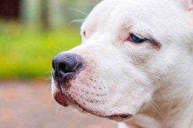 Amstaff köpeği parkta yürüyüşe çıktı. Büyük köpek. Zeki köpek. Açık renk. Ev hayvanı.