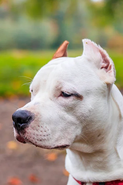 Amstaff dog på en promenad i parken. Stor hund. Ljus hund. Ljus färg. Husdjur. — Stockfoto