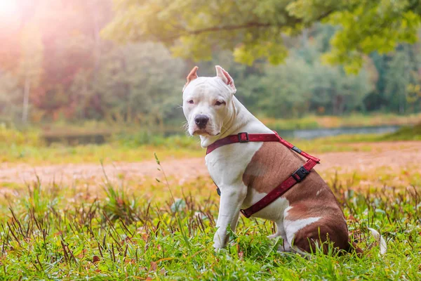 Ο σκύλος του Άστσταφ σε μια βόλτα στο πάρκο. Μεγάλο σκυλί. Έξυπνο σκυλί. Ανοιχτό χρώμα. Κατοικίδιο κατοικίδιο. — Φωτογραφία Αρχείου