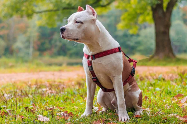 Amstaff hond op een wandeling in het park. Grote hond. Heldere hond. Lichte kleur. Thuis huisdier. — Stockfoto