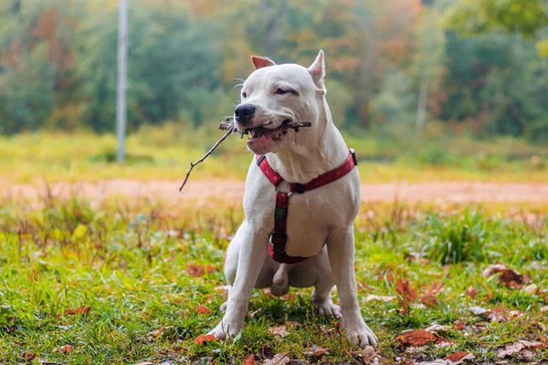 Pies Amstaff na spacerze po parku. Duży pies. Bystry pies. Jasny kolor. Domowe zwierzę. — Zdjęcie stockowe