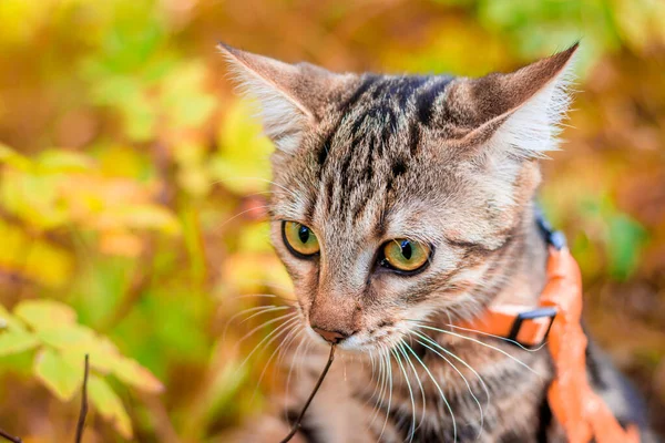 Sonbahar parkında yürüyüş için ev kedisi. Ev hayvanı. Kedi ve sonbahar. Bengal kedi yavrusu.. — Stok fotoğraf