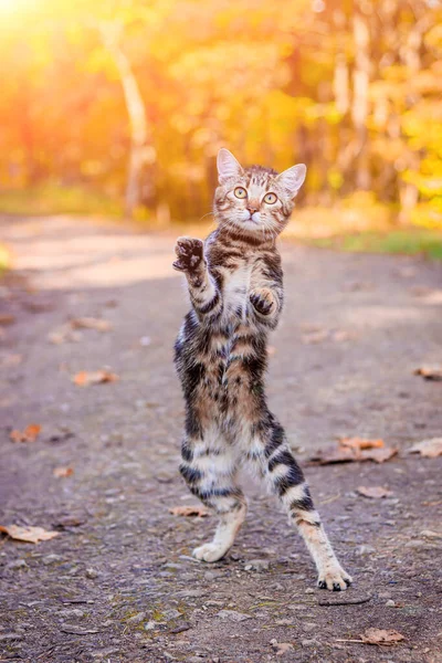 Gato doméstico para um passeio no parque de outono. Animal de estimação. Gato e outono. Gatinho de gato de bengala . — Fotografia de Stock