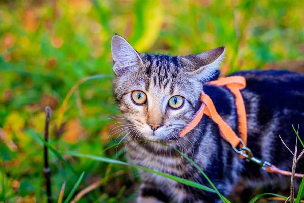 Gato doméstico para um passeio no parque de outono. Animal de estimação. Gato e outono. Gatinho de gato de bengala . — Fotografia de Stock